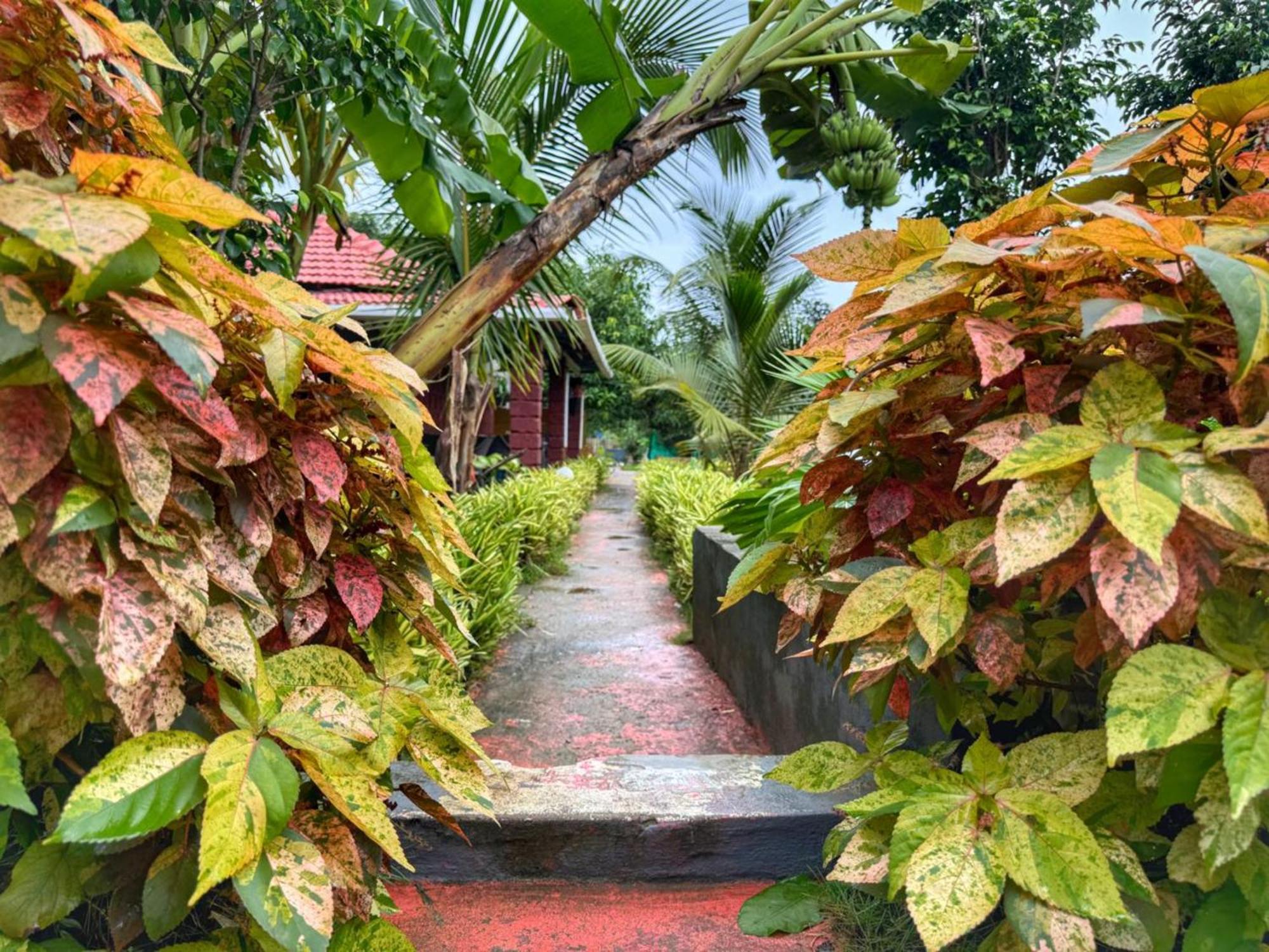 White Truffle Resort, Arambol Exteriör bild